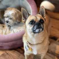 Thumbnail photo of Scarfy #3