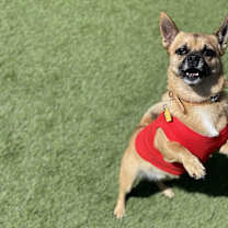 Thumbnail photo of Scarfy #4