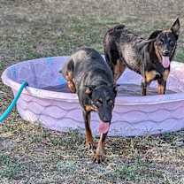 Thumbnail photo of Holidog #4