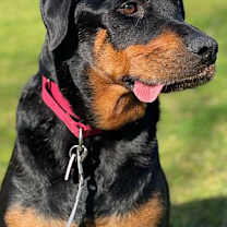 Thumbnail photo of Coco #4