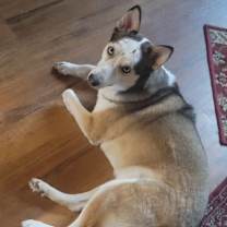 Thumbnail photo of Teddy #2