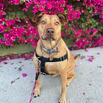 Thumbnail photo of Penny #3