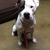 Thumbnail photo of Riley #1