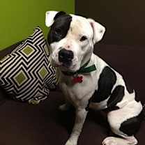 Thumbnail photo of Riley #2