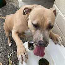 Thumbnail photo of Salome #2