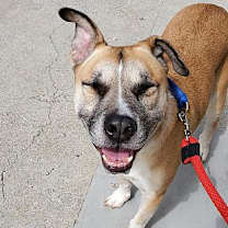 Thumbnail photo of Gigglesworth #3