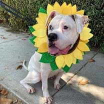 Thumbnail photo of Mila #4