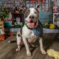Thumbnail photo of Buster - Foster to Adopt #1