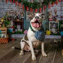 Thumbnail photo of Buster - Foster to Adopt #2