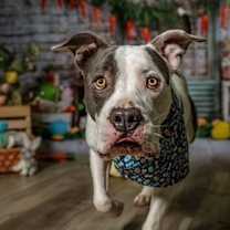 Thumbnail photo of Buster - Foster to Adopt #3