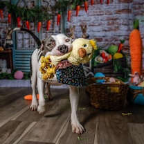 Thumbnail photo of Buster - Foster to Adopt #4