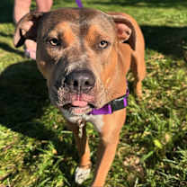 Thumbnail photo of Pugsley #2