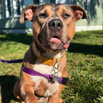 Thumbnail photo of Pugsley #3