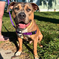 Thumbnail photo of Pugsley #4