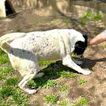Thumbnail photo of Bandito #4