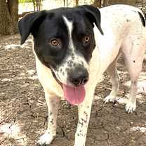 Thumbnail photo of Bandito #1