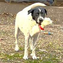 Thumbnail photo of Bandito #2