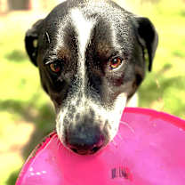 Thumbnail photo of Bandito #3