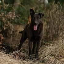 Thumbnail photo of Mystery #1