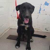 Thumbnail photo of Padme #2