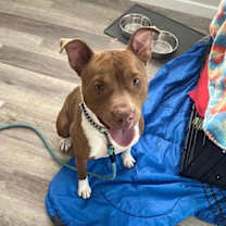 Thumbnail photo of Louis (Courtesy Post) #2