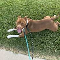 Thumbnail photo of Louis (Courtesy Post) #3