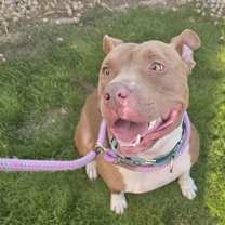 Thumbnail photo of Louis (Courtesy Post) #4