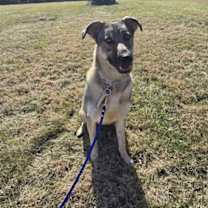 Thumbnail photo of Moxie #2