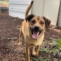 Thumbnail photo of Poppy #1