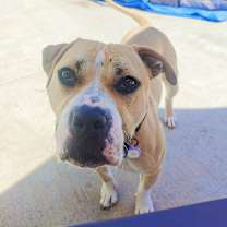 Thumbnail photo of Honey CP #4