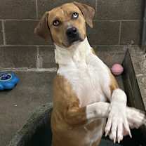 Thumbnail photo of Roxie #2