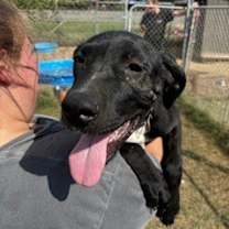 Thumbnail photo of Dodge #1