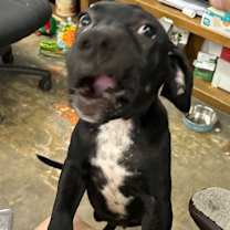 Thumbnail photo of Dodge #2
