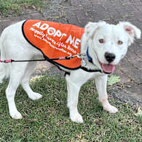 Thumbnail photo of Rocky #2