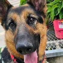 Thumbnail photo of Ziva #1