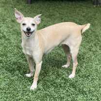 adopt-pet