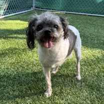 adopt-pet
