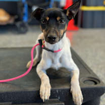 Thumbnail photo of Frankie #1