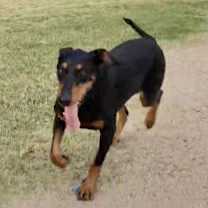 Thumbnail photo of Roscoe #1