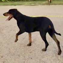 Thumbnail photo of Roscoe #2