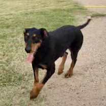 Thumbnail photo of Roscoe #3