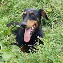Thumbnail photo of Roscoe #4