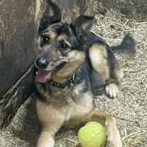 Thumbnail photo of Adonis #2