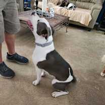 Thumbnail photo of Bruce #1