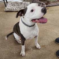 Thumbnail photo of Bruce #2