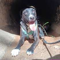 Thumbnail photo of Patricia (P pups) #1