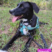 Thumbnail photo of Patricia (P pups) #2