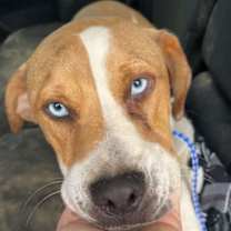 Thumbnail photo of Bo #1