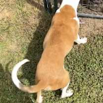 Thumbnail photo of Bo #2