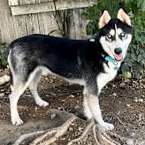 Thumbnail photo of Aspen #3